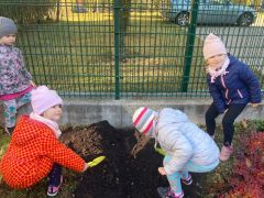 ilustracja do wpisu 
Akcja społeczna Pola nadziei - sadzimy żonkile 29.10
